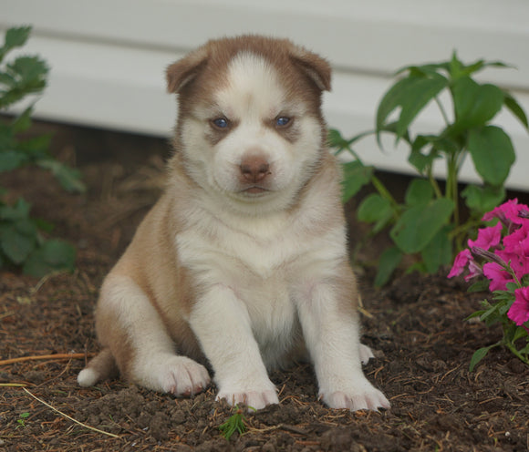 AKC Registered Siberian Husky For Sale Millersburg, OH Male- Dakota