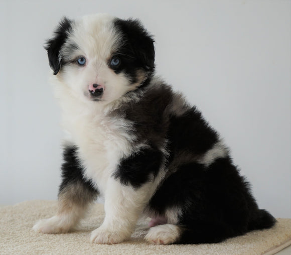 Mini Australian Shepherd For Sale Loudenville, OH Male- Cody *BLUE EYES*