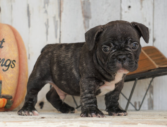 AKC Registered French Bulldog For Sale Millersburg, OH Male- Dakota