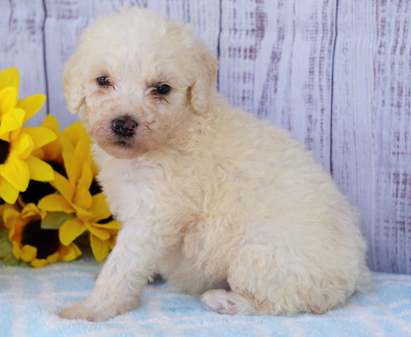 F1B Mini Sheepadoodle For Sale Applecreek, OH Male- Jasper