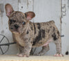 AKC Registered French Bulldog For Sale Millersburg, OH Male- Buddy