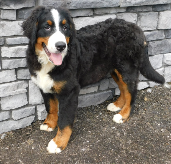 AKC Registered Bernese Mountain Dog For Sale Brinkhaven, OH Male- Moose