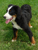 AKC Registered Bernese Mountain Dog For Sale Brinkhaven, OH Male- Scout