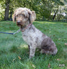 Mini Labradoodle For Sale Millersburg OH Female-Amber