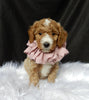 Mini F1B Labradoodle For Sale Millersburg OH Female-Cally