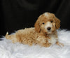 Mini F1B Labradoodle For Sale Millersburg OH Female-Lilly