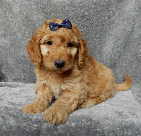 Mini F1B Labradoodle For Sale Millersburg OH Male-Mickey