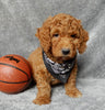 Mini F1B Labradoodle For Sale Millersburg OH Male-Simba