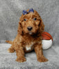 Mini F1B Labradoodle For Sale Millersburg OH Male-Buttons