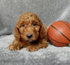 Mini F1B Labradoodle For Sale Millersburg OH Male-Buttons