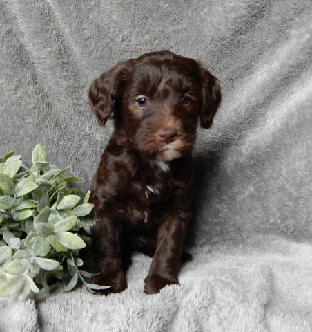 Medium F1B Labradoodle For Sale Mt Hope OH Female-Darla