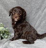 Medium F1B Labradoodle For Sale Mt Hope OH Female-Darla