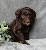 Medium F1B Labradoodle For Sale Mt Hope OH Female-Darla