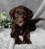 Medium F1B Labradoodle For Sale Mt Hope OH Female-Darla