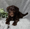 Medium F1B Labradoodle For Sale Mt Hope OH Female-Darla