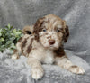Medium F1B Labradoodle For Sale Mt Hope OH Female -Molly