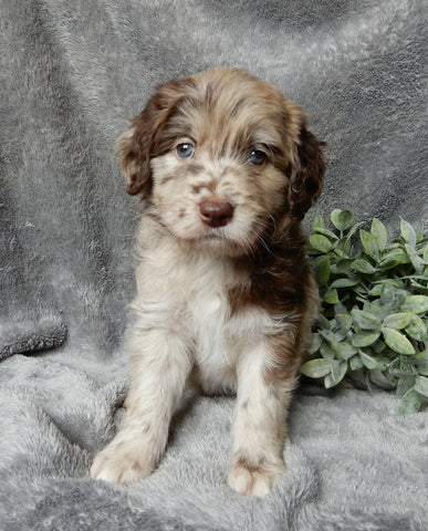 Medium F1B Labradoodle For Sale Mt Hope OH Female -Molly