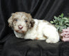 Medium F1B Labradoodle For Sale Mt Hope OH Male -Muffin
