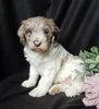 Medium F1B Labradoodle For Sale Mt Hope OH Male -Muffin