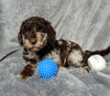 Medium F1B Labradoodle For Sale Mt Hope OH Male-Henry
