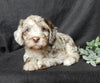 Medium F1B Labradoodle For Sale Mt Hope OH Male-Odie