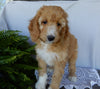 Mini F1B Labradoodle For Sale Millersburg OH Male-Murphy