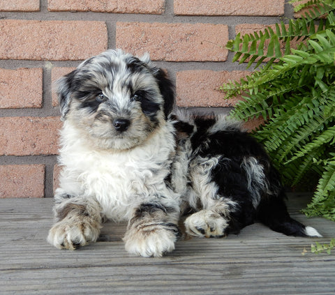 Mini Aussiedoodle For Sale Mt Hope OH -Male Carl