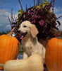 AKC Registered Golden Retriever For Sale Brinkhaven OH Male-Cameron