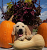 AKC Registered Golden Retriever For Sale Brinkhaven OH Male-Cameron