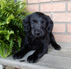 Mini Labradoodle For Sale Millersburg OH Female-Daisy