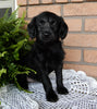 Mini Labradoodle For Sale Millersburg OH Female-Daisy