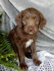 Mini Labradoodle For Sale Millersburg OH Female-Sweet Pea