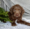 Mini Labradoodle For Sale Millersburg OH Female-Sweet Pea
