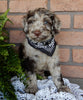Mini Labradoodle For Sale Millersburg OH Male-Reno
