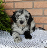 Mini Labradoodle For Sale Millersburg OH Male-Mugsy