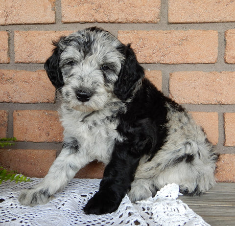 Mini Labradoodle For Sale Millersburg OH Male-Mugsy