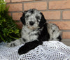 Mini Labradoodle For Sale Millersburg OH Male-Mugsy