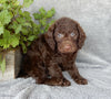 Mini Labradoodle For Sale Millersburg OH Male-Munchkin