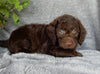 Mini Labradoodle For Sale Millersburg OH Male-Munchkin