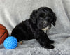 Mini Labradoodle For Sale Millersburg OH Male-Murphy