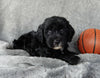 Mini Labradoodle For Sale Millersburg OH Male-Lincoln