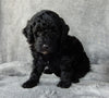 Mini Labradoodle For Sale Millersburg OH Male-Alvin
