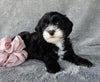 Mini Labradoodle For Sale Millersburg OH Female-Molly
