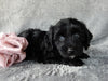Mini Labradoodle For Sale Millersburg OH Female-Daisy