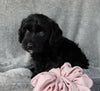Mini Labradoodle For Sale Millersburg OH Female-Daisy