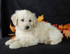 Medium Labradoodle For Sale Millersburg OH Female-Daisy