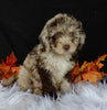 Medium Labradoodle For Sale Millersburg OH Female-Trixie