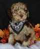 Medium Labradoodle For Sale Millersburg OH Male-Theo