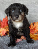 Mini Labradoodle For Sale Millersburg OH Female-Biscuit