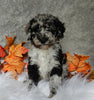 F1B Medium Labradoodle For Sale Millersburg OH Female-Patsy